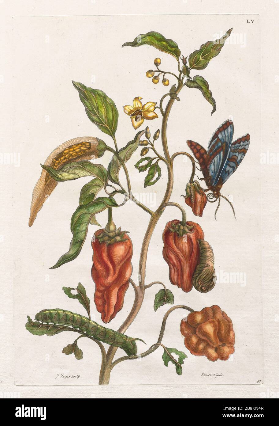 Pfefferpflanze und Schmetterling aus Metamorphosis insectorum Surinamensium (Surinam-Insekten) ein handfarbenes Buch aus dem 18. Jahrhundert von Maria Sibilla Merian, das 1719 in Amsterdam veröffentlicht wurde Stockfoto