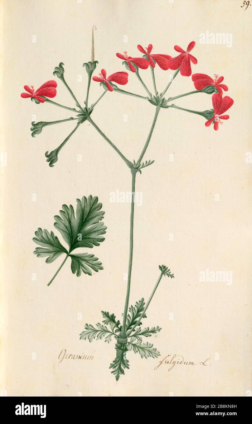 Scharlachrot Storks Blume Pelargonium fulgidum [hier als Geranium fulgidum] von Wendland, Johann Christoph, von 1798 Stockfoto