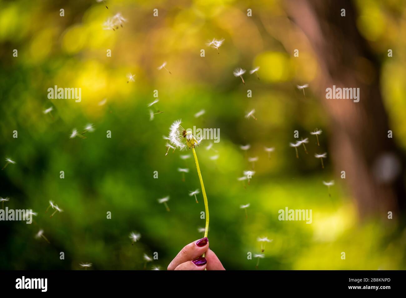 Löwenzahn-, Schwein- und Querformat isoliert von darin verschwommener Hintergrundfarbe und einer einzelnen Blume im Vordergrund Stockfoto