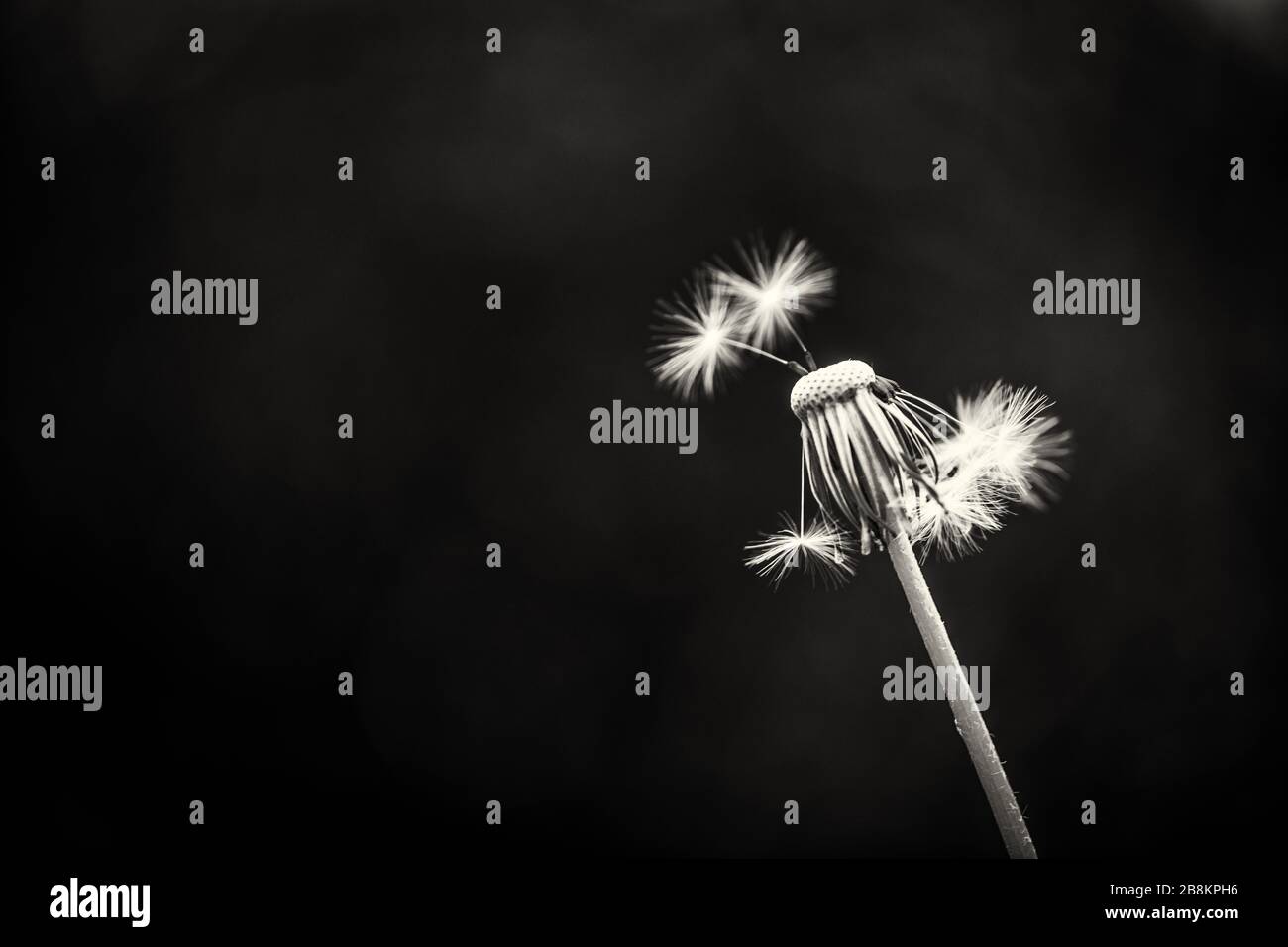Löwenzahn-, Schwein- und Querformat isolieren mit einem verschwommenen Hintergrund und einer einzelnen Blüte im Vordergrund in Schwarzweiß Stockfoto