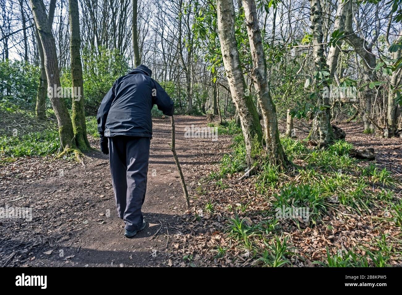 Rückansicht der stoopenden älteren Frau in dunkler Kleidung, die mit Stock auf dem Waldweg spazieren geht. Konzept brailzig, Alter, Einsamkeit, Verletzlichkeit. Stockfoto