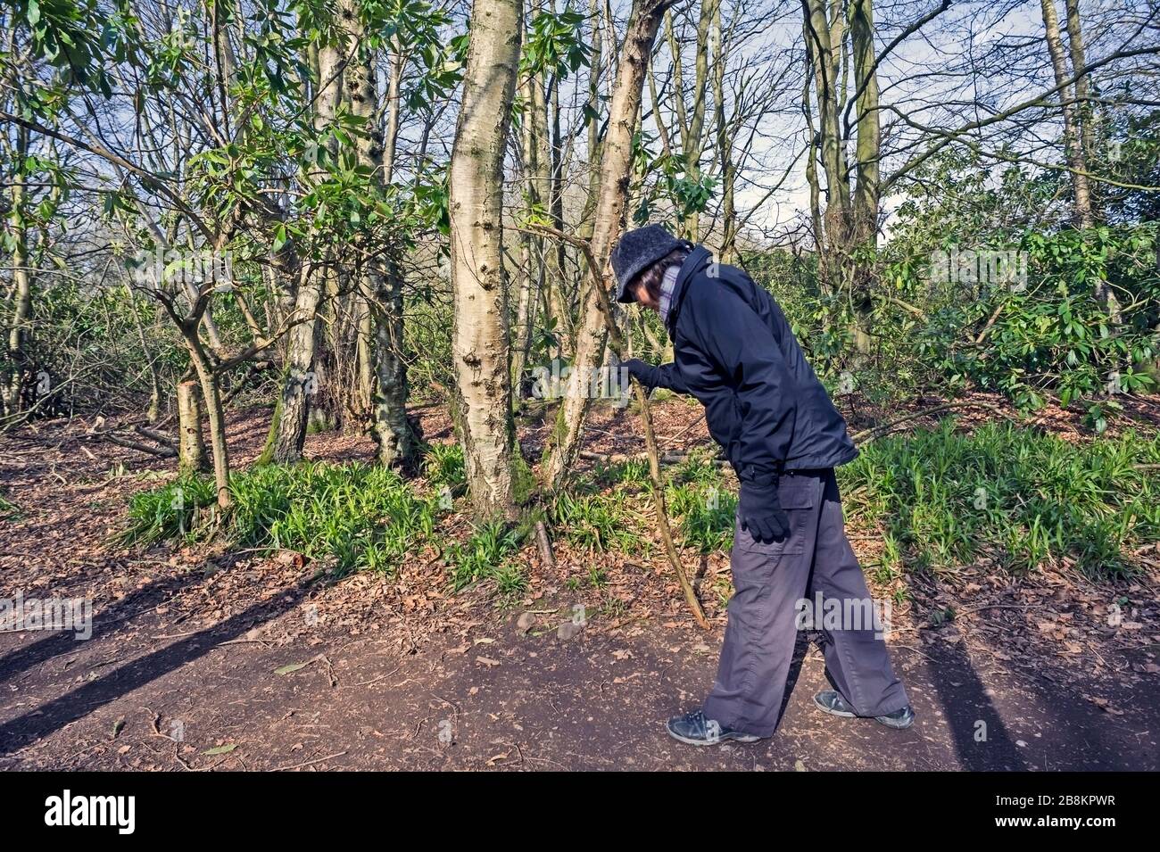 Seitenansicht der stoopierenden älteren Frau in dunkler Kleidung, die mit Stock auf dem Waldweg spazieren geht. Konzept brailzig, Alter, Einsamkeit, Verletzlichkeit. Stockfoto