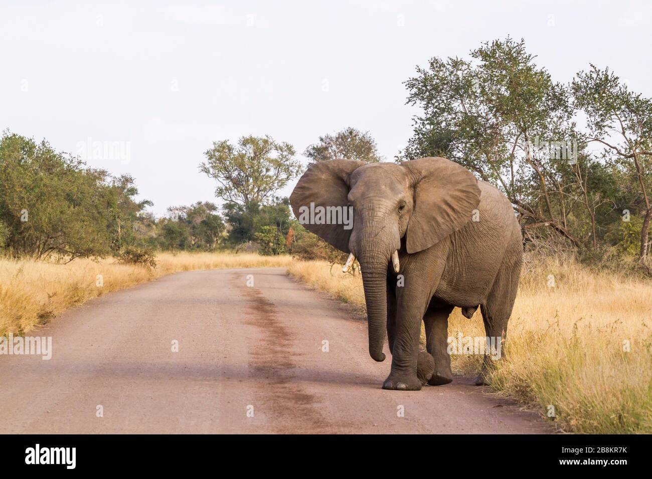 Afrikanischer Busch-Elefant blockiert Safari-Schotter-Straße im Kruger Nationalpark, Südafrika; Specie Loxodonta africana Familie der Elephantidae Stockfoto