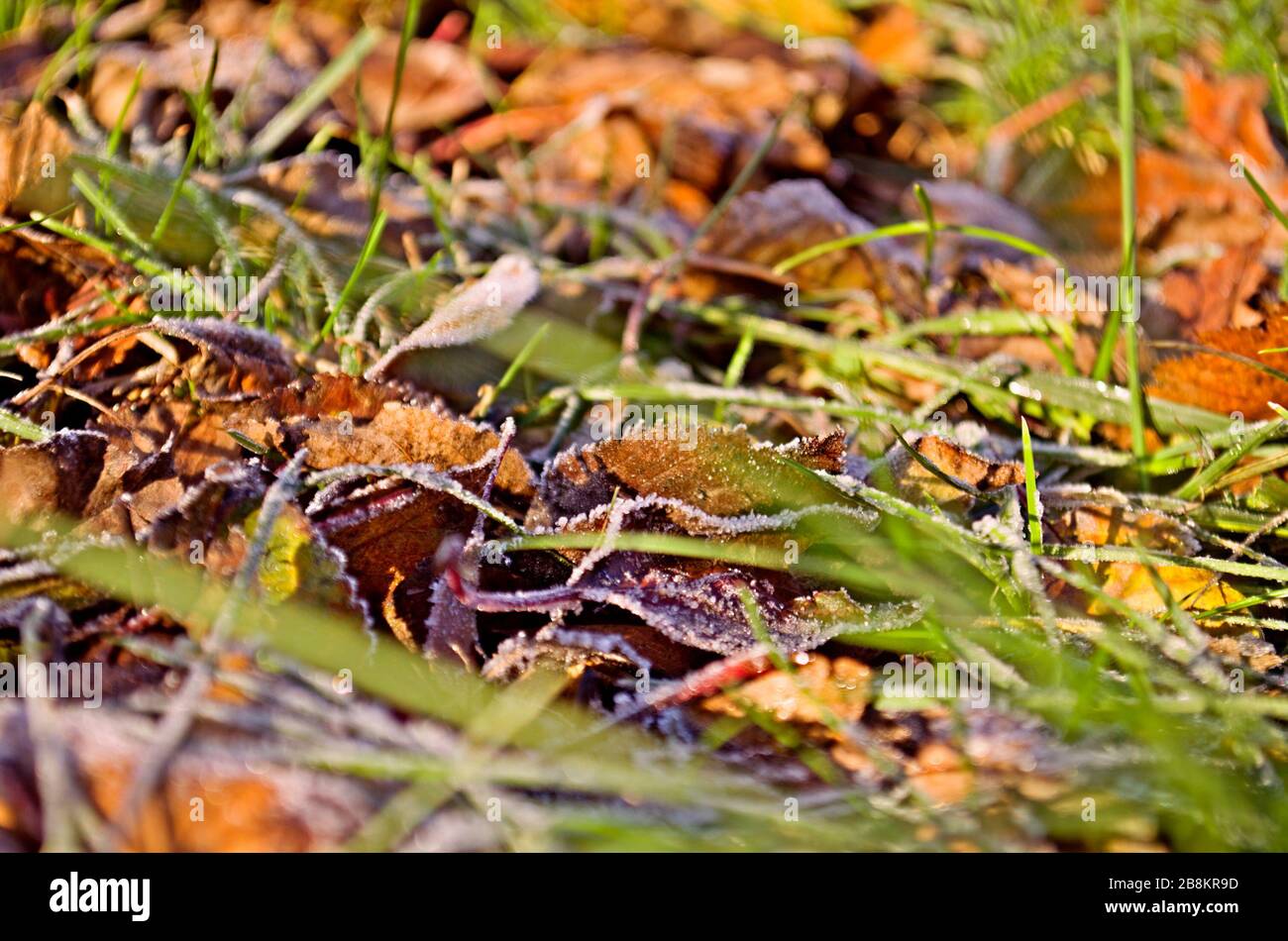 Frostiger Herbstmorgen. Farbenfrohe Herbstblätter mit Froststaub. Stockfoto