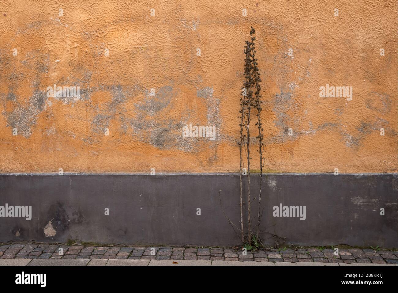 Verwelkte Pflanze an einer orangefarbenen Wand mit ausmalten Graffiti auf einer Straße in der Stadt. Stockfoto