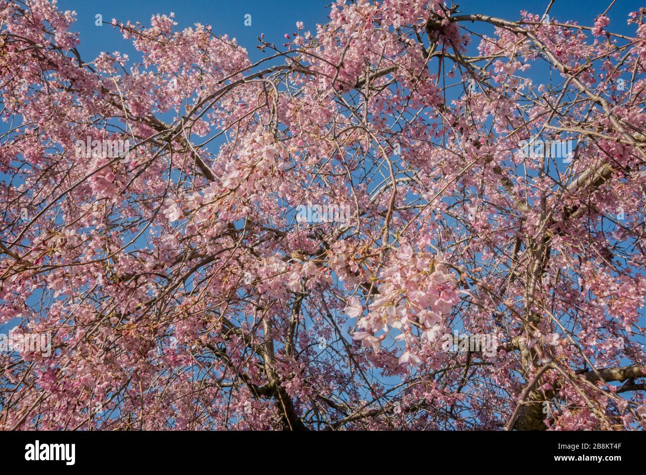 Blassrosa Kirschblüte im Frühjahr, gegen klaren blauen Himmel. Stockfoto