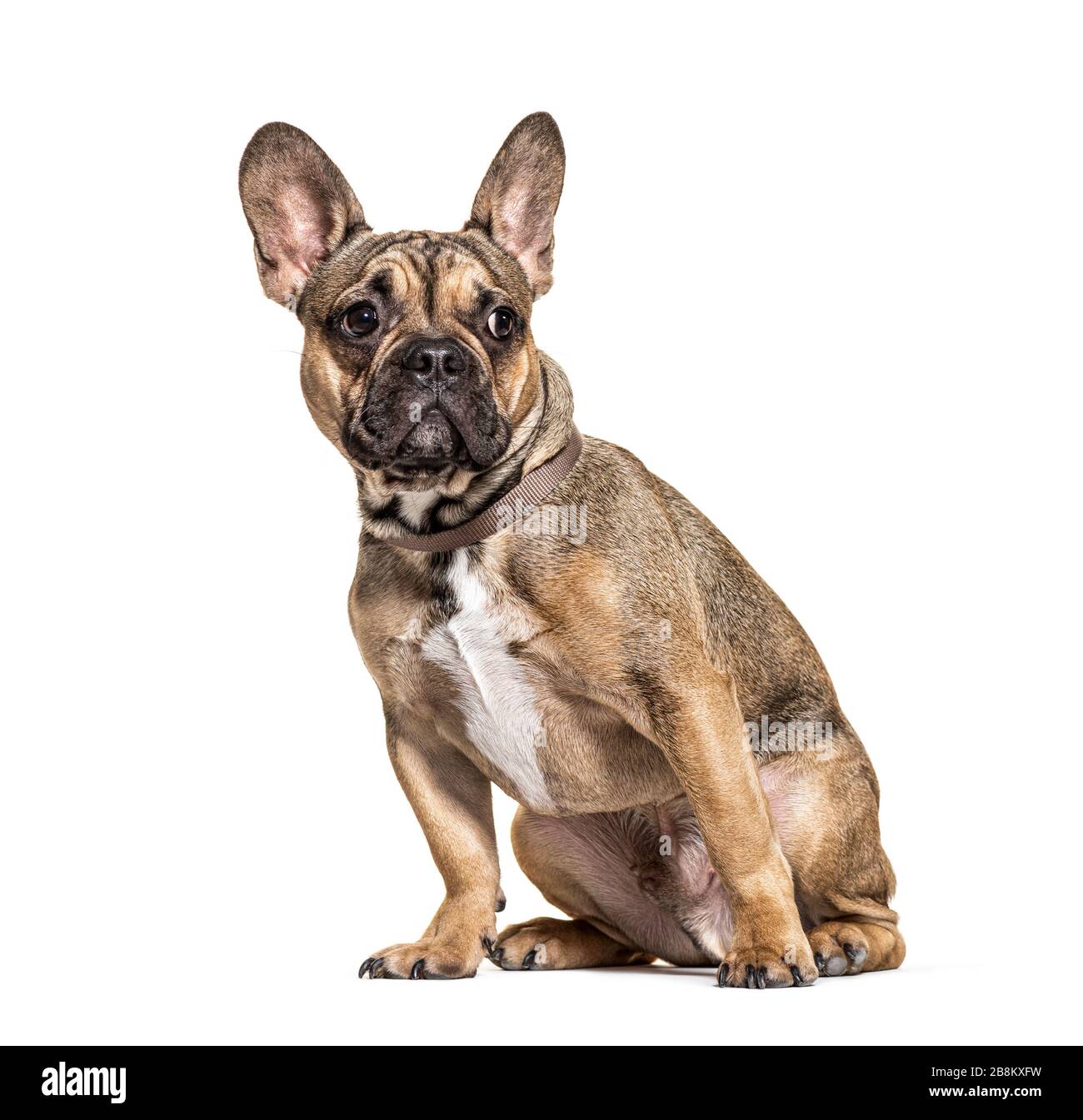 Brauner sitzender französischer Bulldogge mit Kragen, isoliert auf Weiß Stockfoto