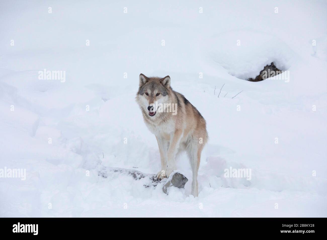 Tundra Wolf, Kanada Stockfoto