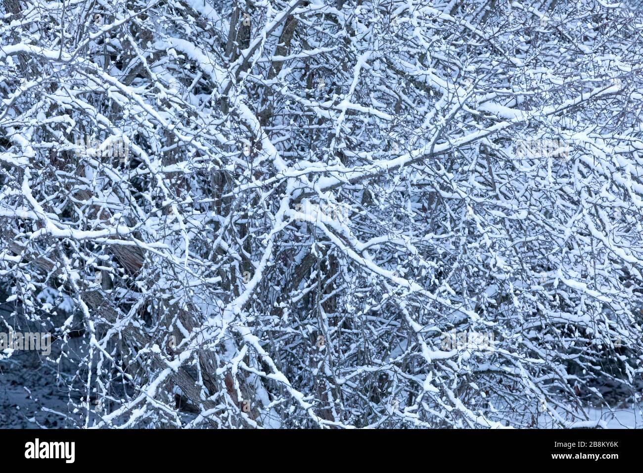 Drei bedecken Schnee Stockfoto