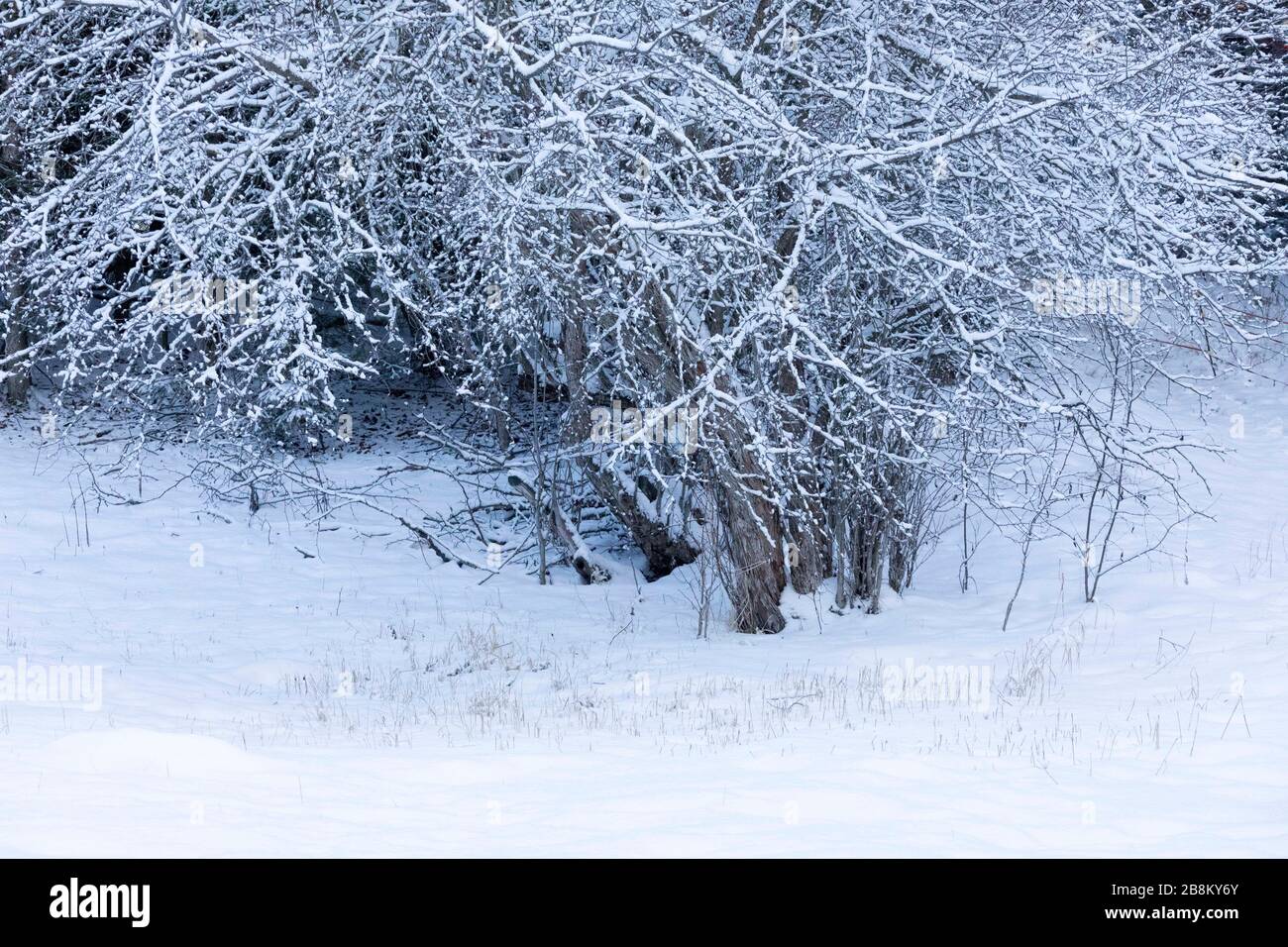 Drei bedecken Schnee Stockfoto