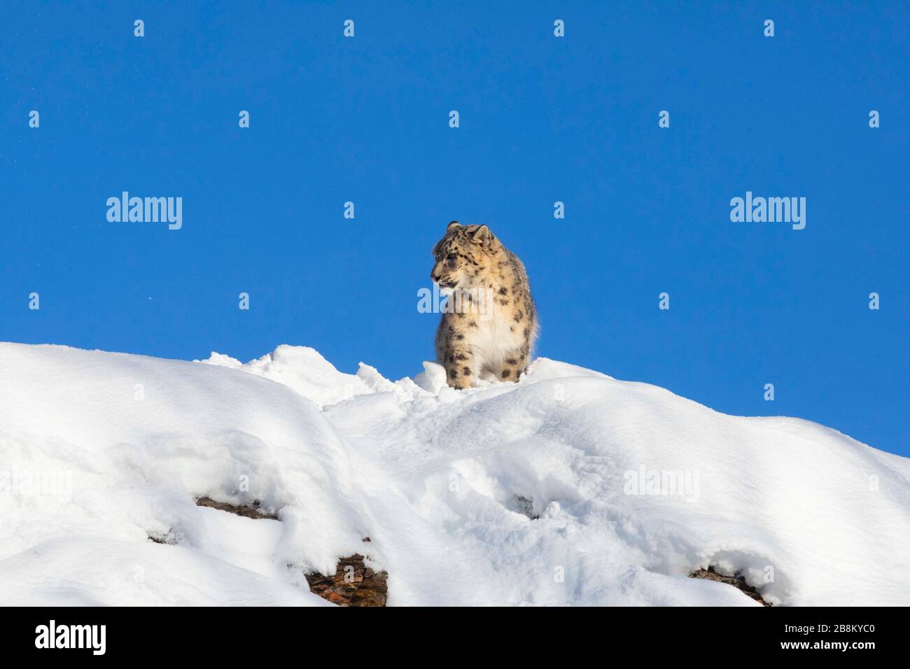Snow Leopart in Montana Stockfoto