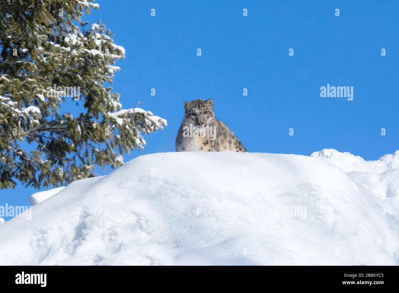 Snow Leopart in Montana Stockfoto