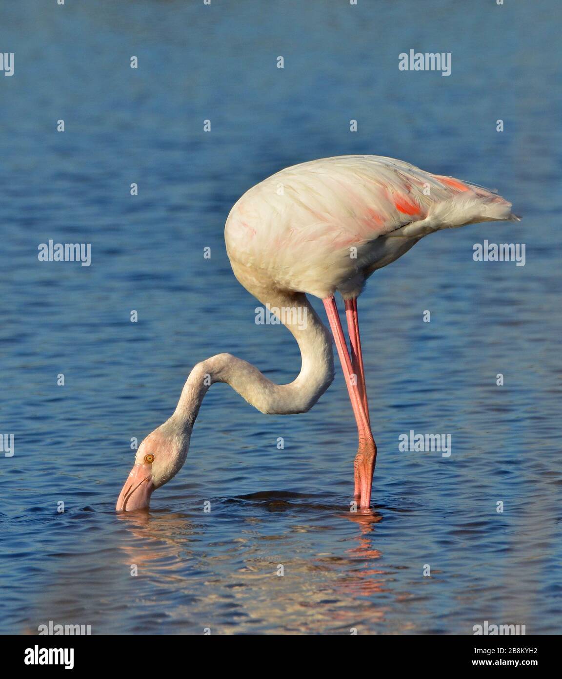 Pink Flamingo füttert im See Stockfoto