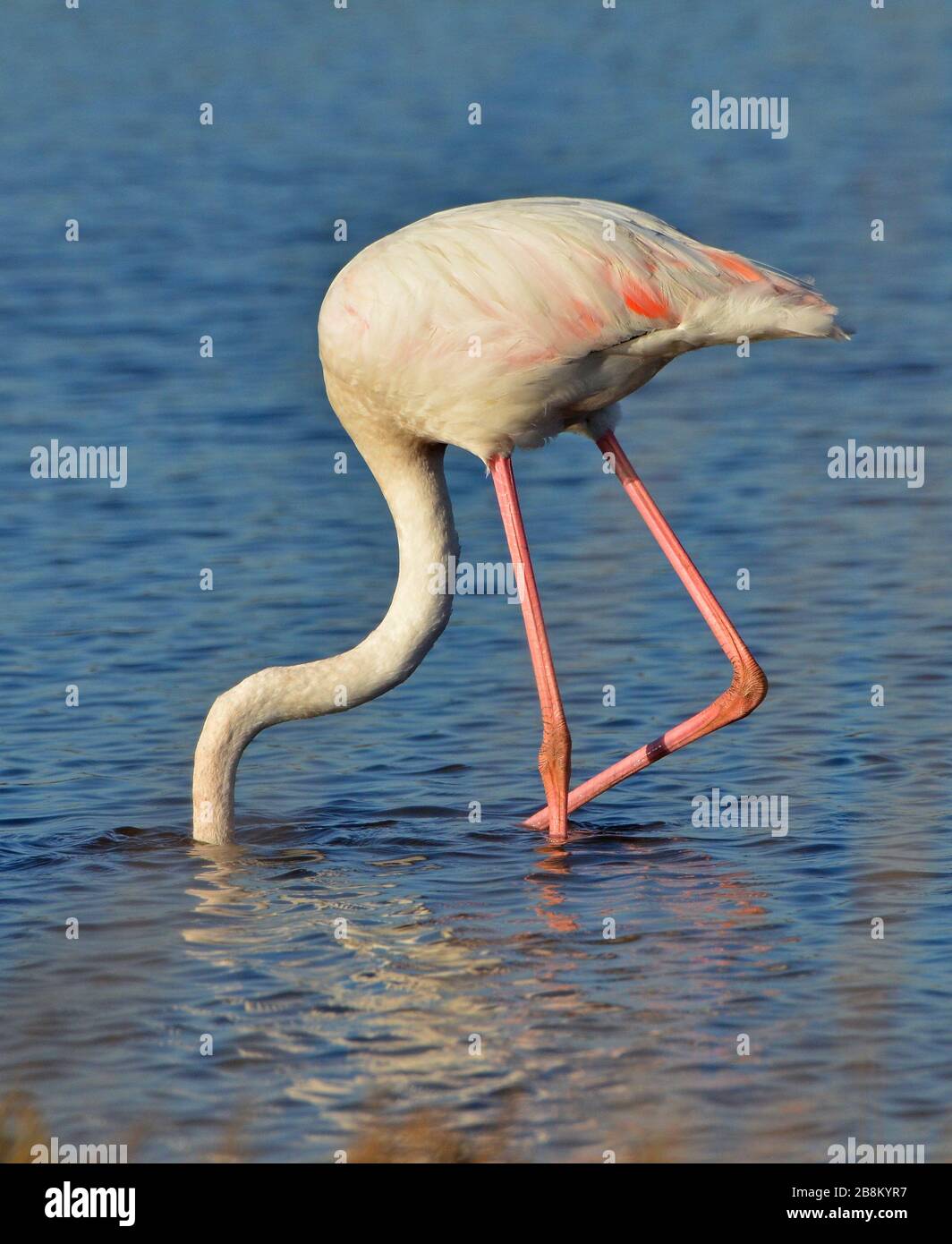 Pink Flamingo füttert im See Stockfoto