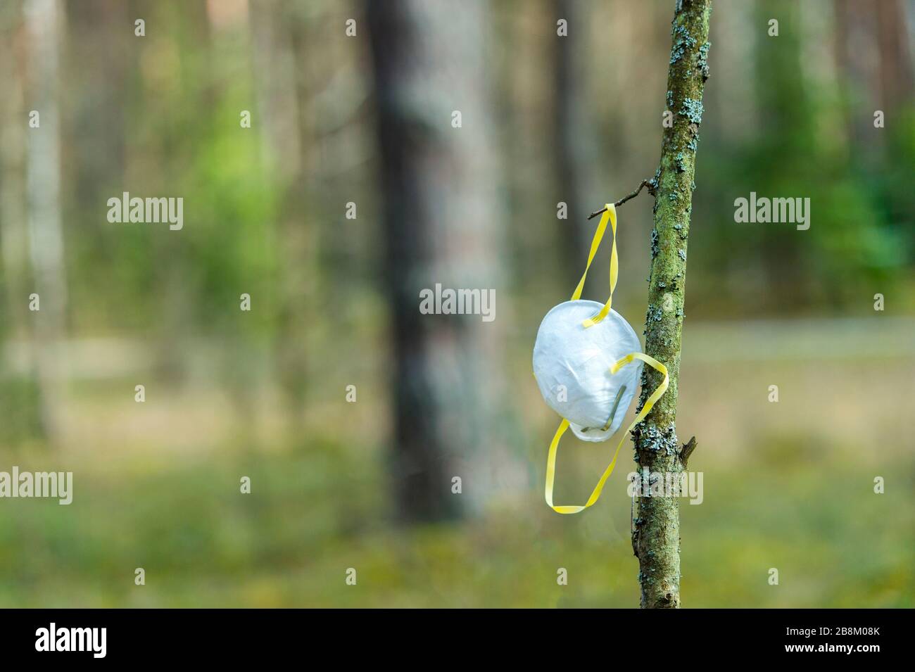 Eine weiße Maske hängt von einem Baumzweig in einem Wald ab - in der Nähe. Wegen unzureichender Gesichtsmaske während der Covid-19-Krise. Corona-Virusquarantäne. Stockfoto