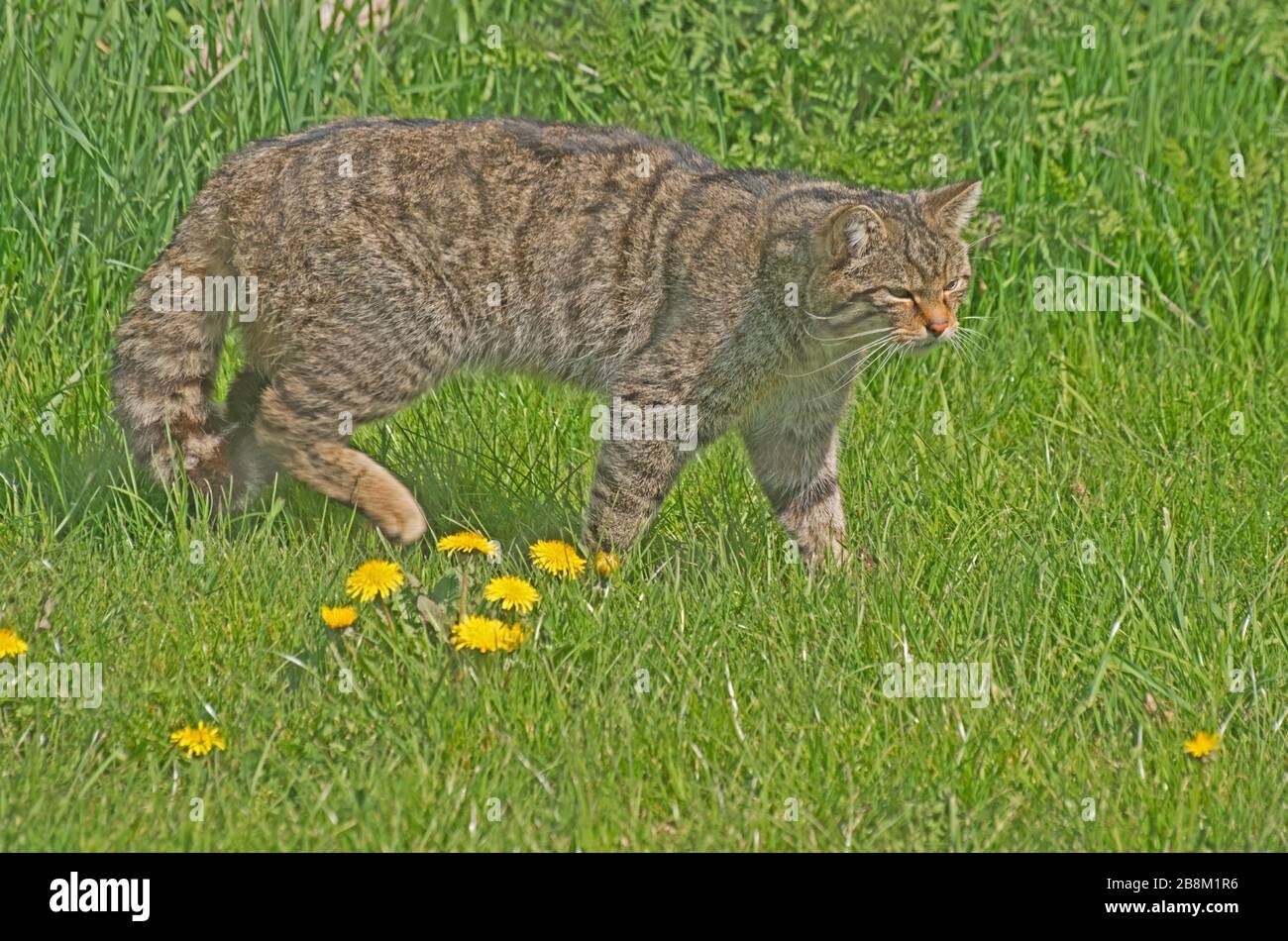 Wild Cat (Schottisch) Felis Silvestris Stockfoto