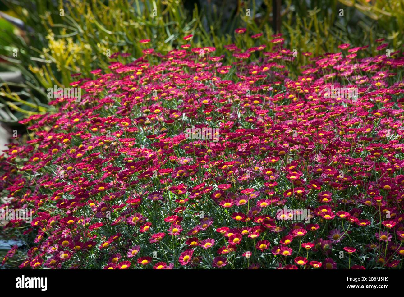 Rote Blume im Sonnenschein Stockfoto