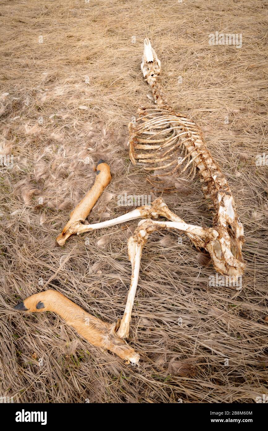 Skelett eines jungen Hirsches in der Wildnis von Idaho Stockfoto