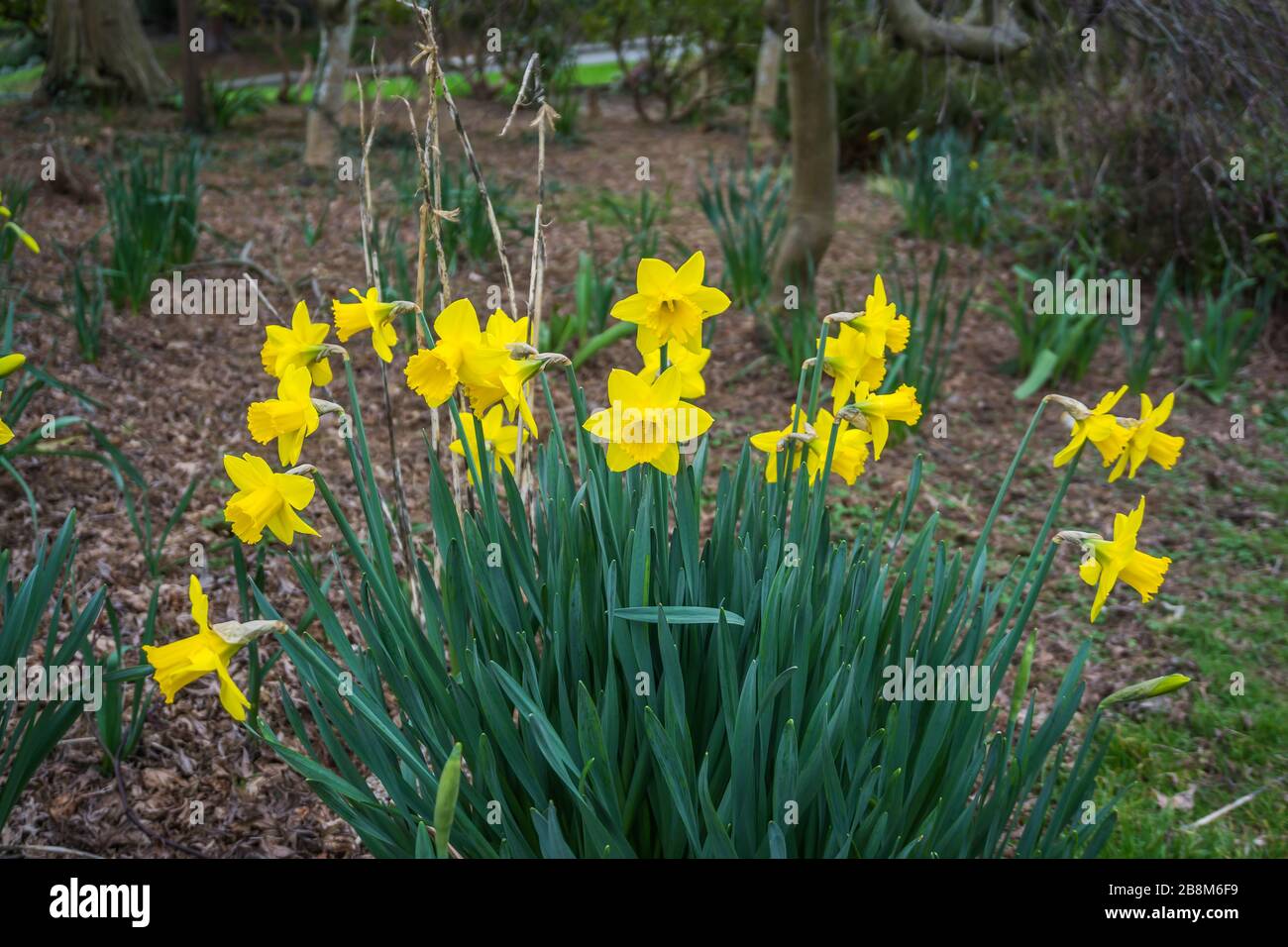 Gelbe Daffodils blühen in West Seattle, Washington. Stockfoto
