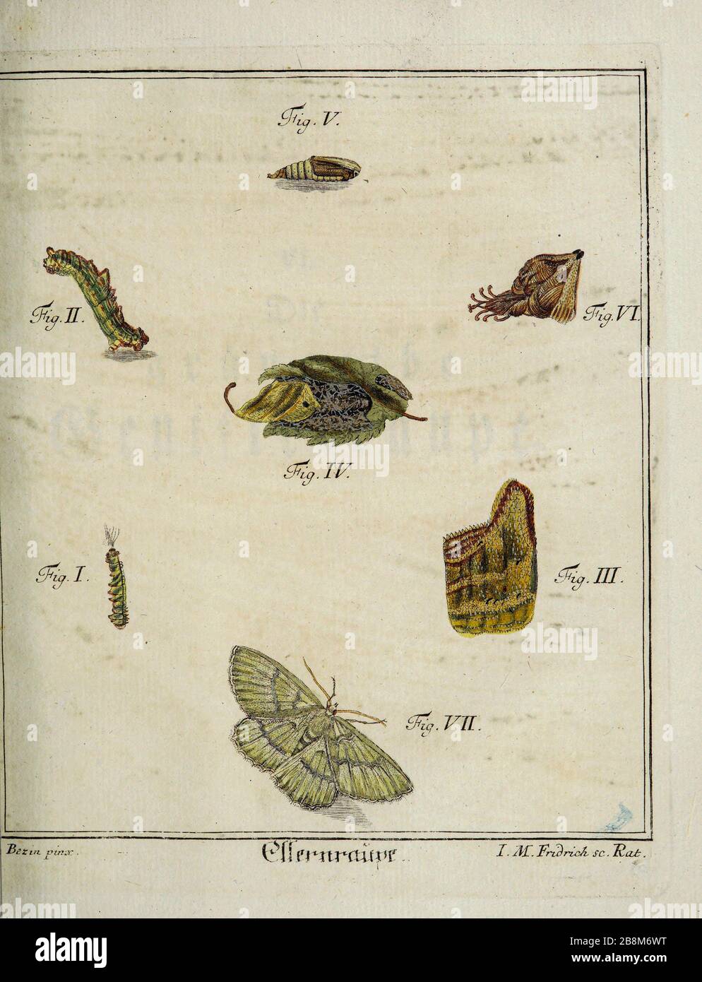 Schmetterlinge und Motten Entomologiestudie aus dem 18. Jahrhundert von D. Jacob Christian Schaffers Abhandlungen von Insecten (Abhandlungen über Insekten), die 1764 von Schäffer, Jacob Christian, 1718-1790 zweiter Zusatz, gedruckt in Deutschland im Jahr 1797 veröffentlicht wurden Stockfoto