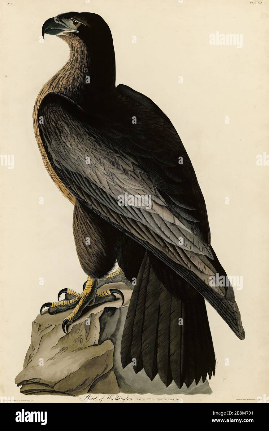 Platte 11 Bird of Washington, from the Birds of America Folio (187-184) von John James Audubon - sehr hohe Auflösung und Qualität bearbeitetes Bild Stockfoto
