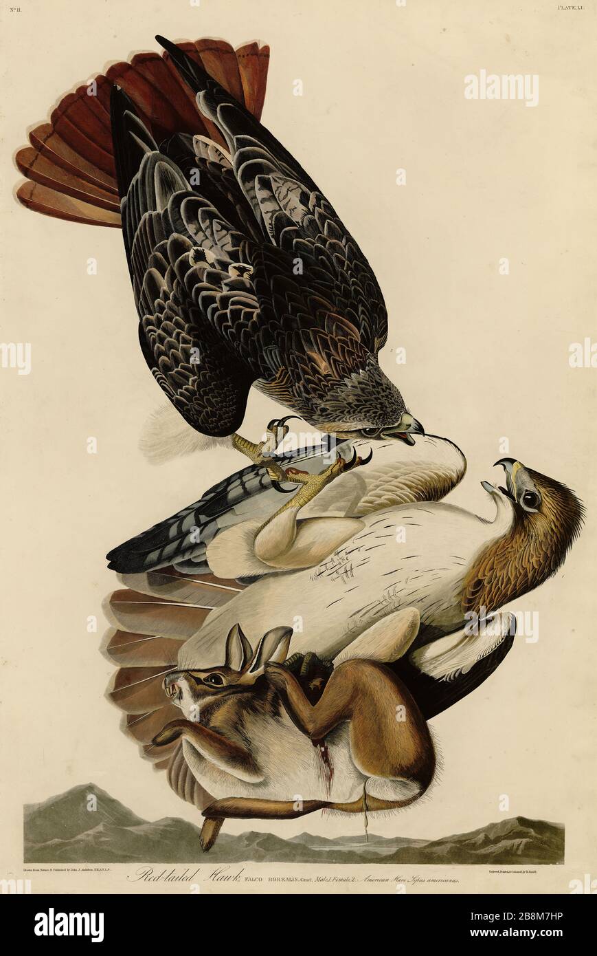 Platte 51 Red-tailed Hawk von The Birds of America Folio (187-184) von John James Audubon - sehr hochauflösendes und qualitativ hochwertiges bearbeitetes Bild Stockfoto