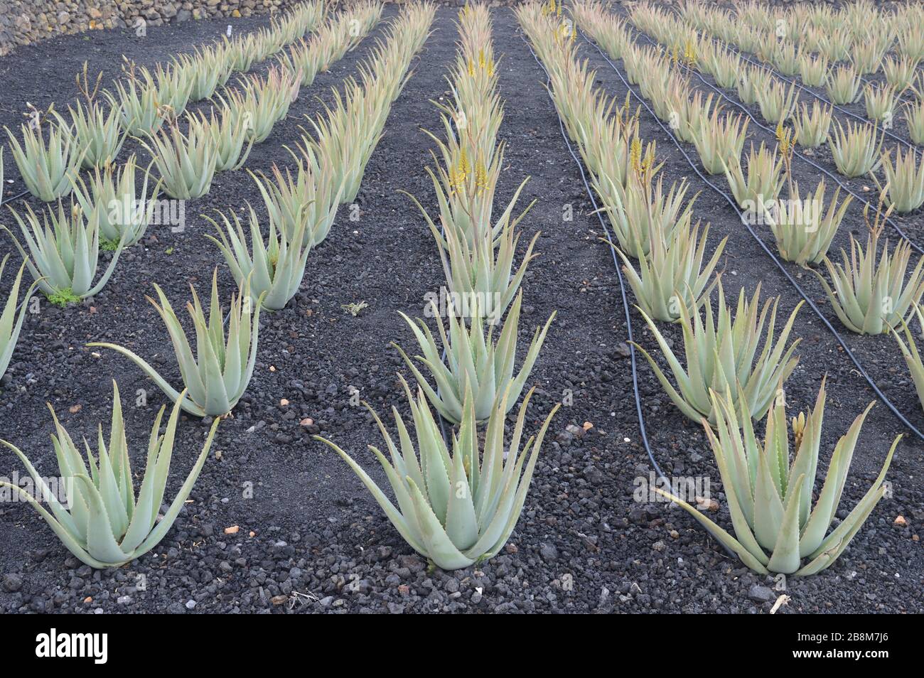 Aloe Vera Kaktus wächst in Reihen in einem vulkanischen Aschefeld. Stockfoto