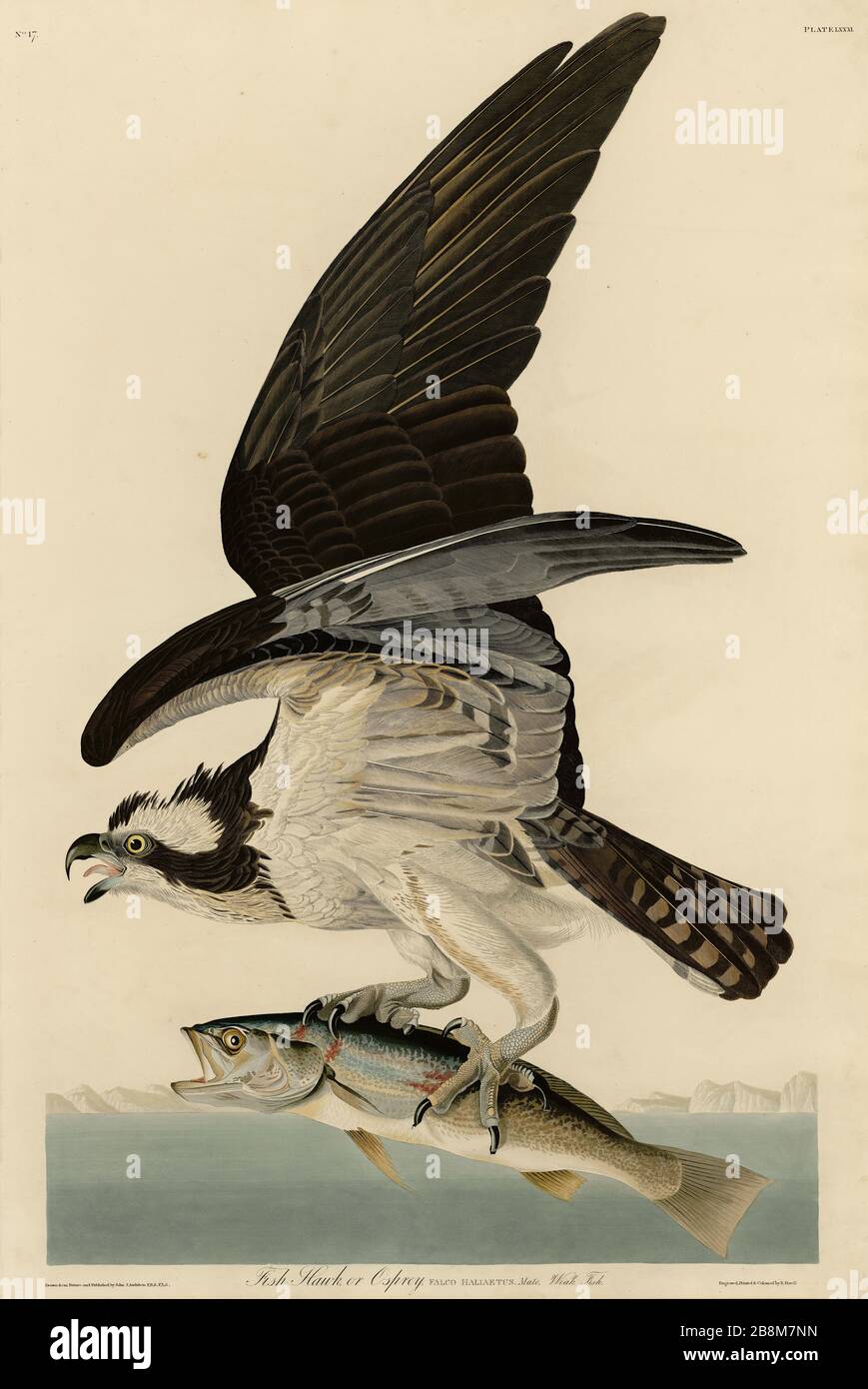 Platte 81 Fish Hawk (Osprey) von The Birds of America Folio (187-184) von John James Audubon - sehr hohe Auflösung und Qualität bearbeitetes Bild Stockfoto