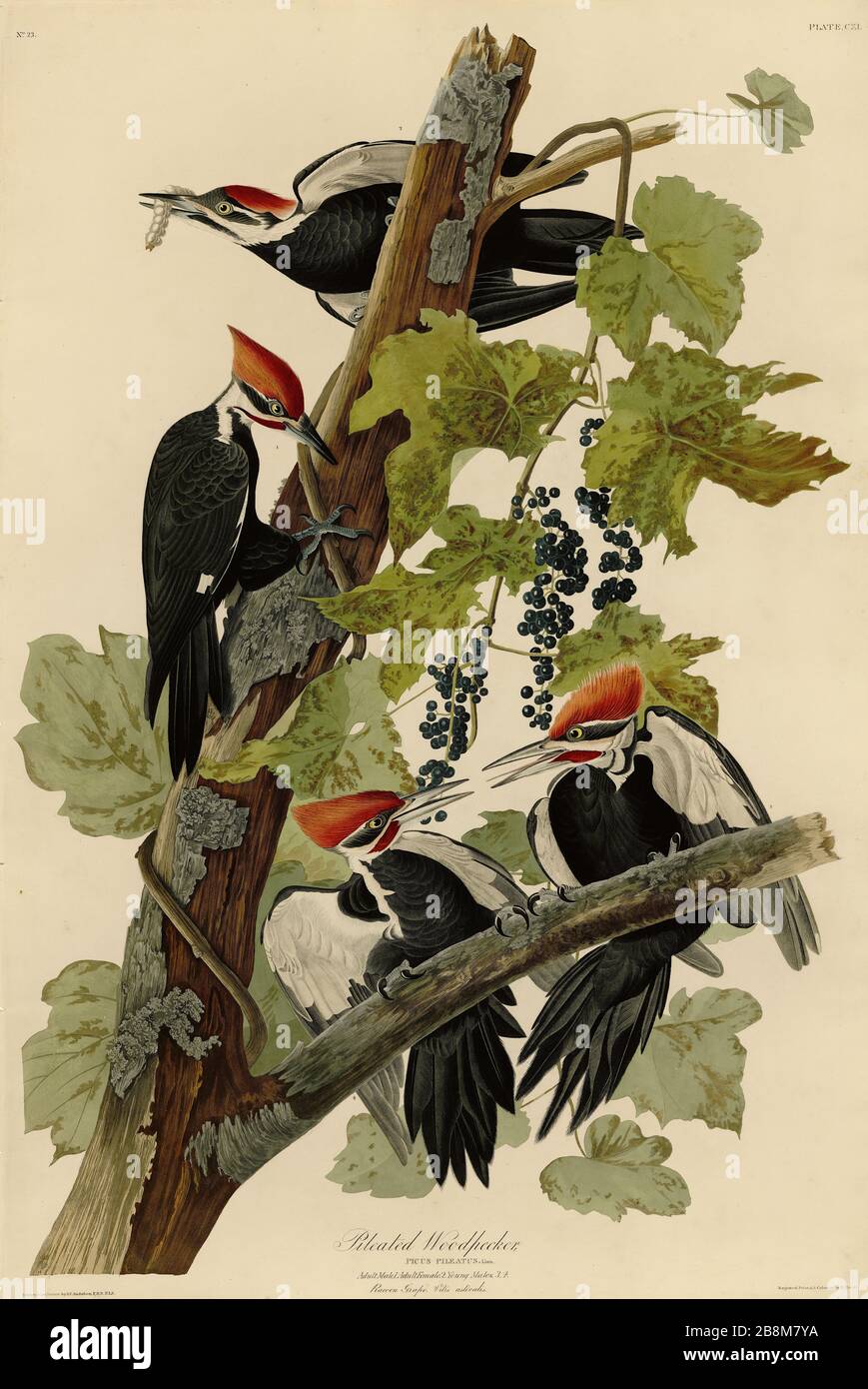 Platte 111 Pileated Woodpecker von The Birds of America Folio (187-184) von John James Audubon - sehr hochauflösendes und qualitativ hochwertiges bearbeitetes Bild Stockfoto