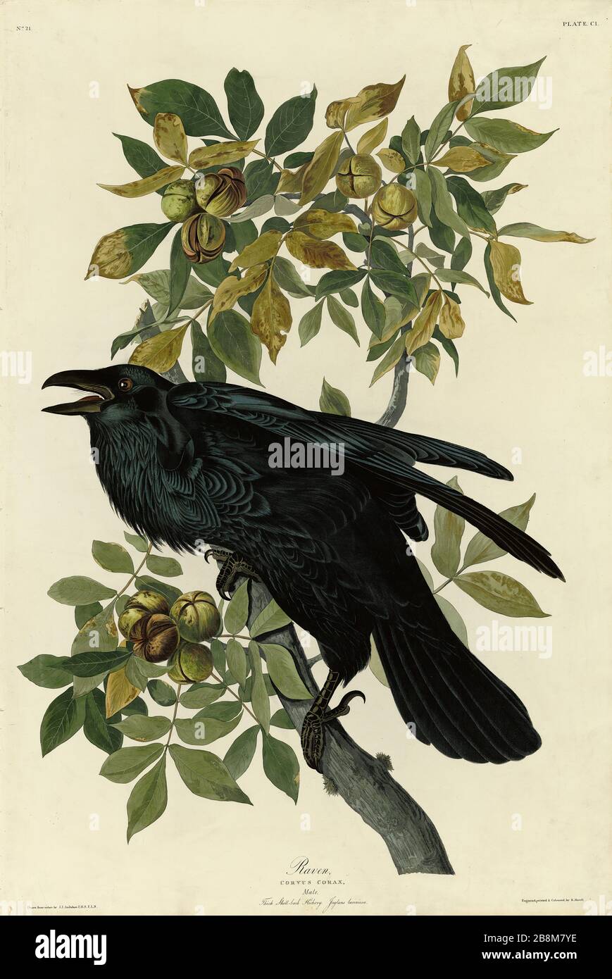 Platte 101 Raven, von The Birds of America Folio (1821-184) von John James Audubon - sehr hochauflösendes und qualitativ hochwertiges bearbeitetes Bild Stockfoto