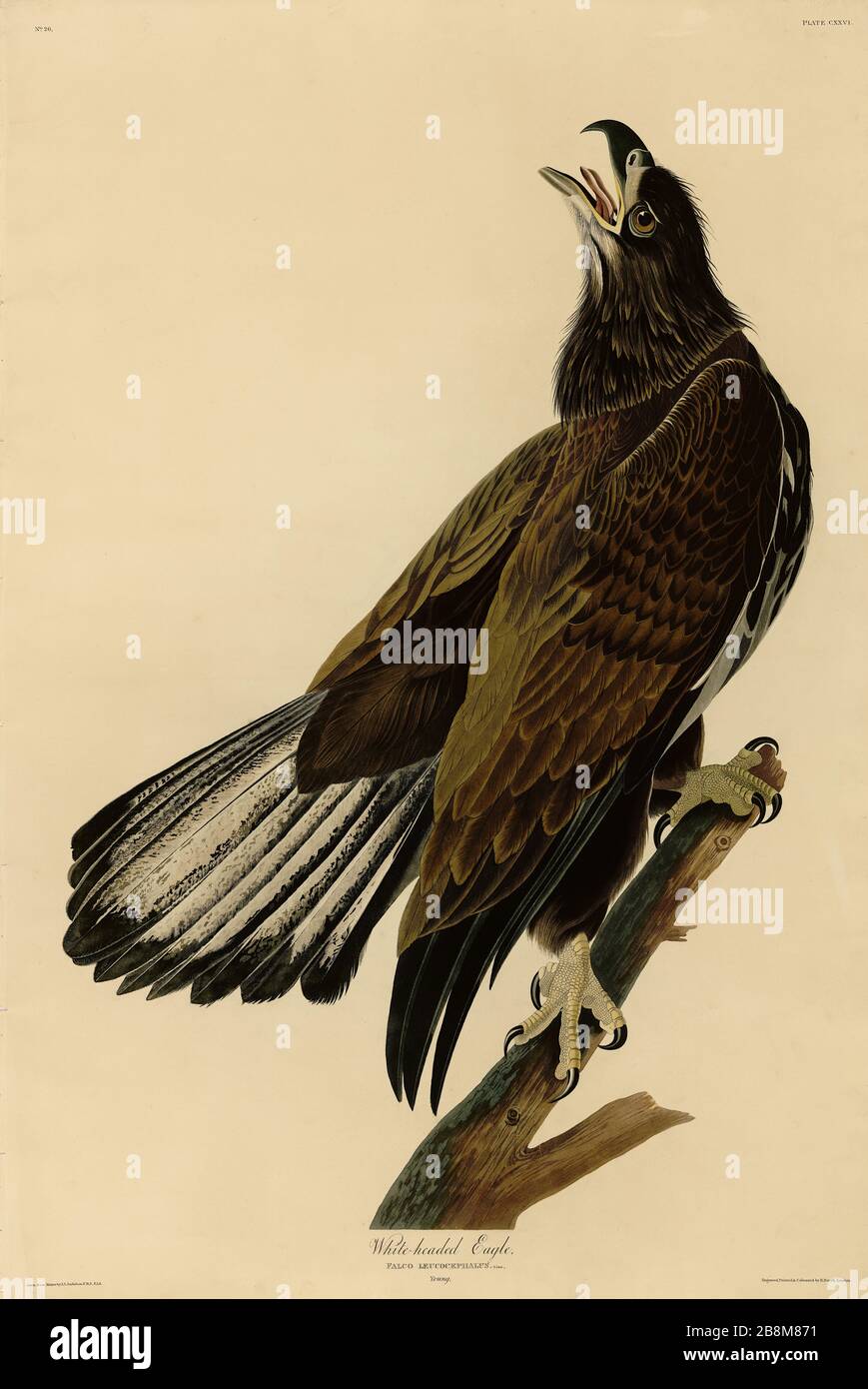 Platte 126 White-headed Eagle, Young, from the Birds of America Folio (1826-322) von John James Audubon - sehr hochauflösendes und qualitativ hochwertiges bearbeitetes Bild Stockfoto