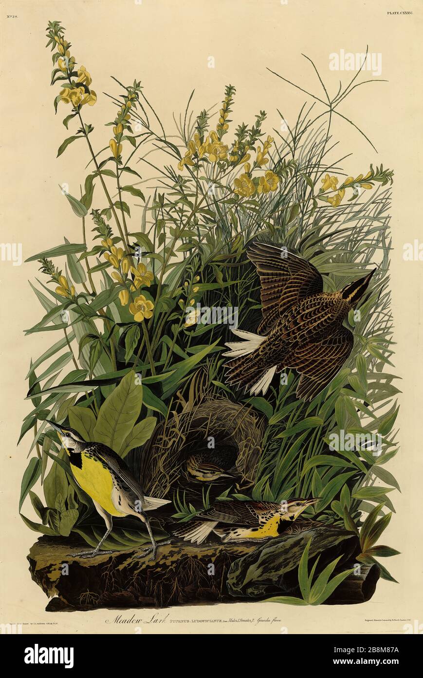 Platte 136 Meadow Lark von The Birds of America Folio (187-184) von John James Audubon - sehr hochauflösendes und qualitativ hochwertiges bearbeitetes Bild Stockfoto
