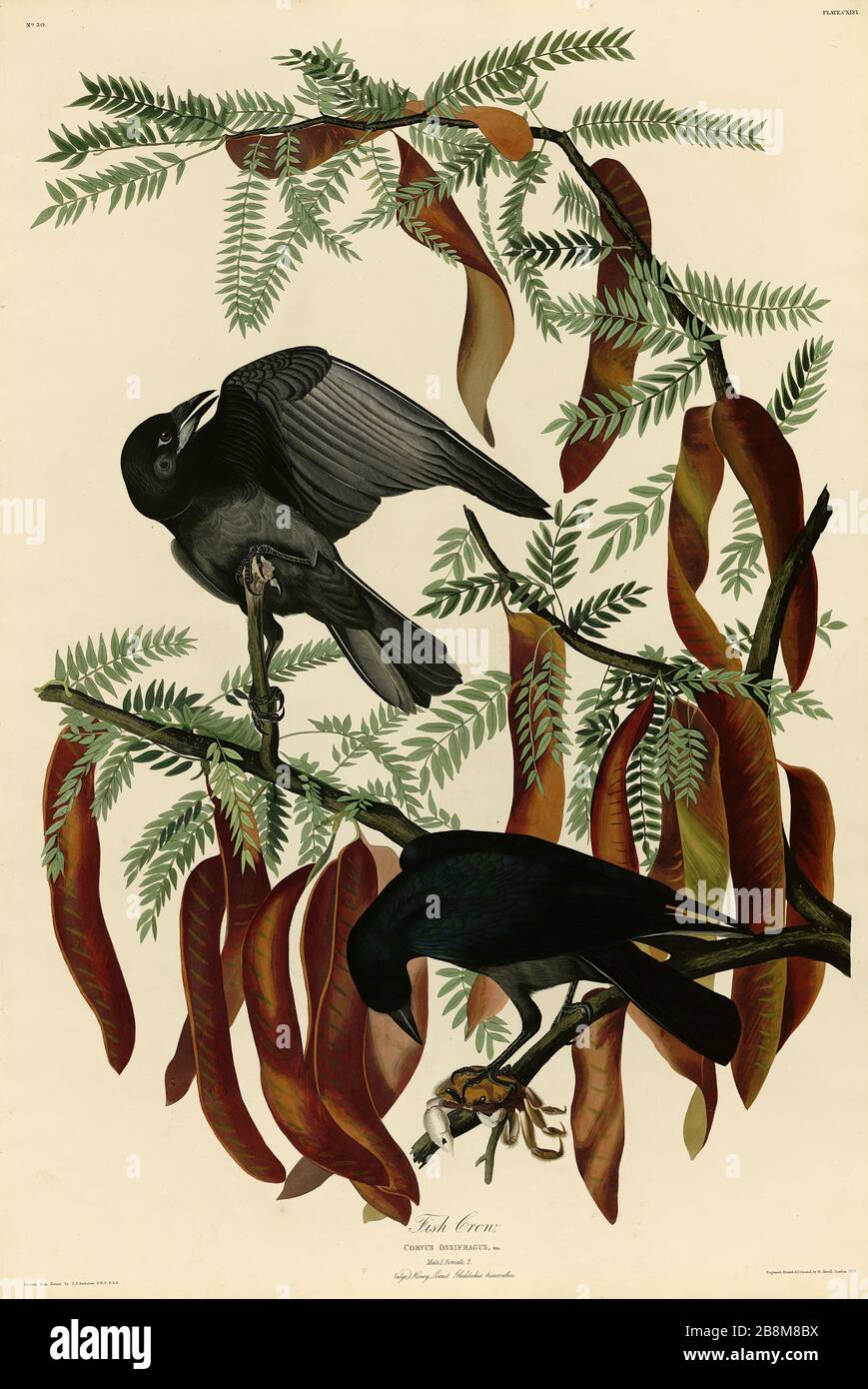 Platte 146 Fish Crow, von The Birds of America Folio (187-187) von John James Audubon - sehr hochauflösendes und qualitativ hochwertiges bearbeitetes Bild Stockfoto