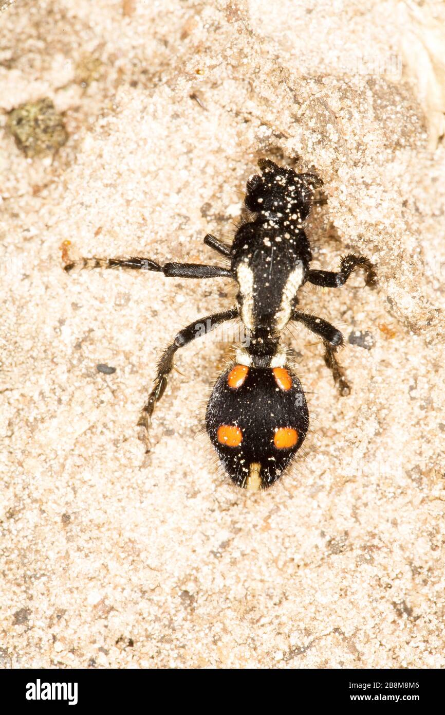 formiga-leão, vespa-Sem-asa, mimetismo, Ant-lion, Wasp-without-wing, Mimicry, Aquidauana, Mato Grosso do Sul, Brasilien Stockfoto