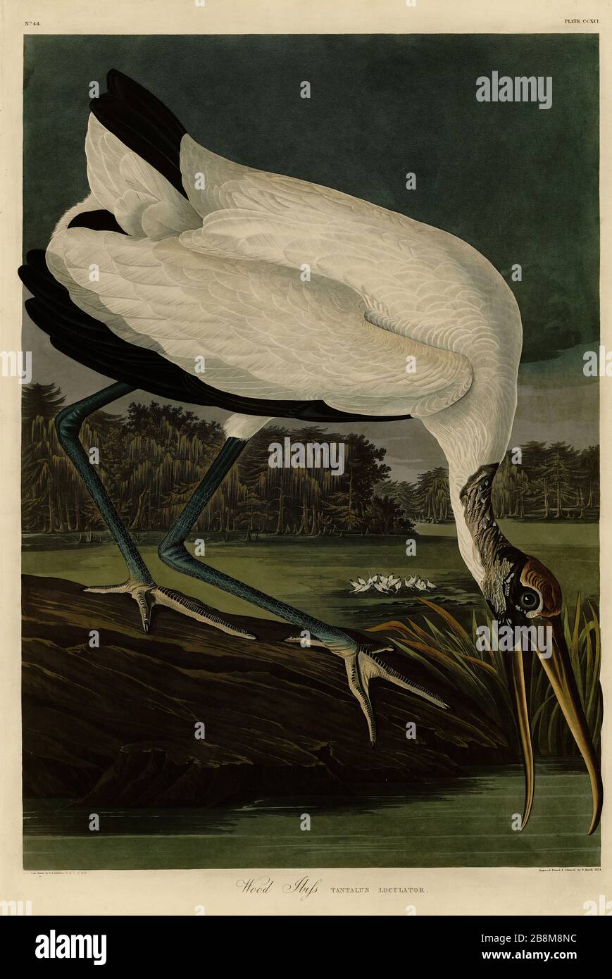 Platte 216 Wood Ibiss (Ibis) (Wood Stork) von The Birds of America Folio (187-184) von John James Audubon - sehr hochauflösendes, qualitativ hochwertiges Bild Stockfoto