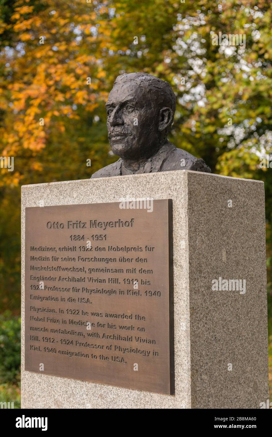 Nobelpreisträger für Medizin Otto Fritz Meyerhof, Arzt, Professor an der Kieler Universität, Kiel, Landeshauptstadt Schleswig-Holstein, Deutschland, Stockfoto