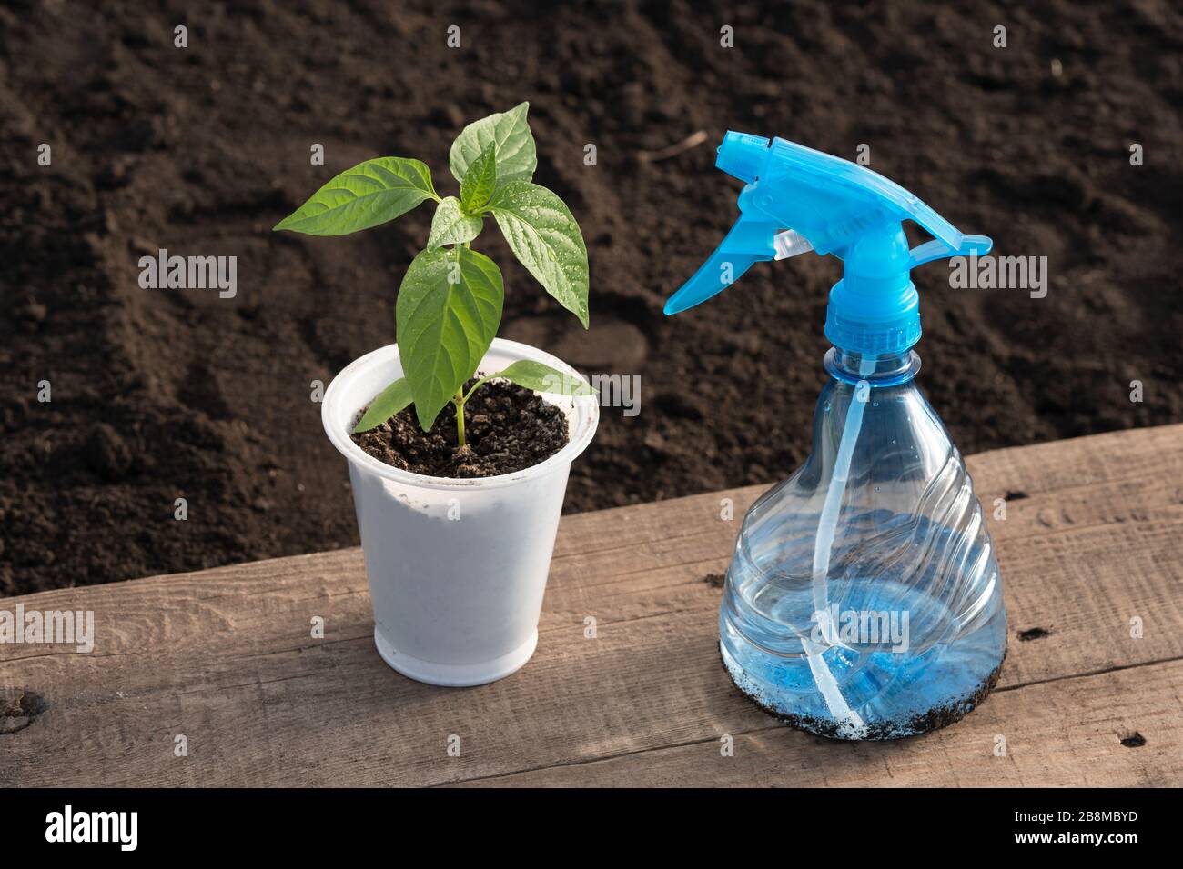 Auf einem Holzbrett befindet sich eine blaue Kunststoff-Sprühflasche mit Wasser und ein Pfefferseedling in einem Topf. Tropfen Tau. Verschwommener Hintergrund. Nahaufnahme. Sid Stockfoto