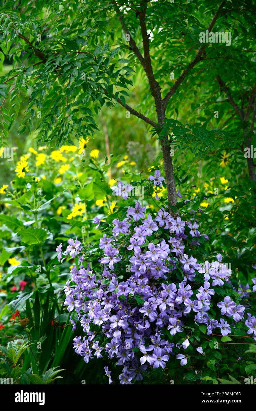 Clematis viticella Blauer Engel, wächst auf Baumstamm, aralia, gemischtes Bett. Gemischter Rand, Blüte, blaue Blumen, Garten, Gärten, RM Floral Stockfoto