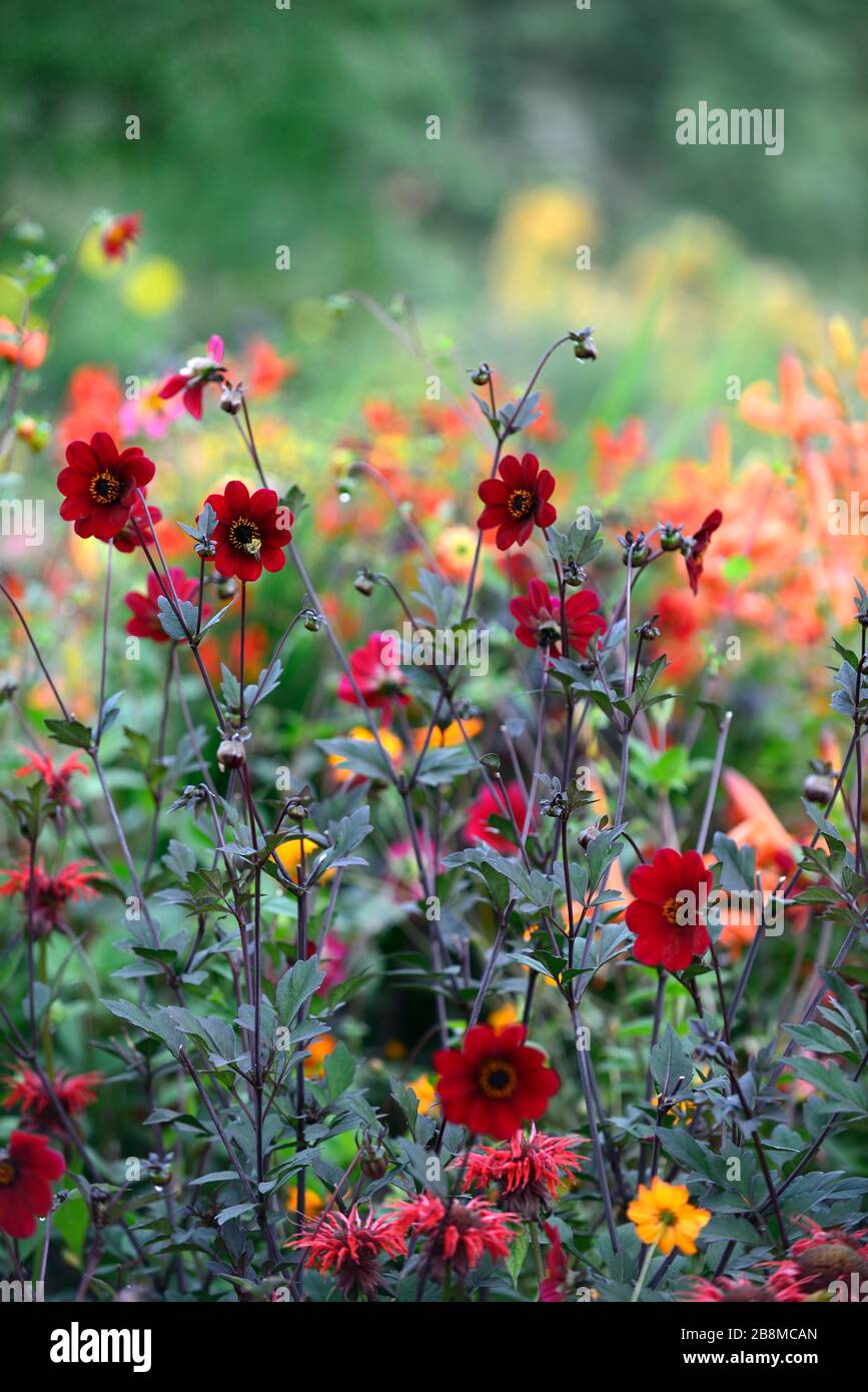 Burgunder rote blume Fotos und Bildmaterial in hoher Auflösung Alamy