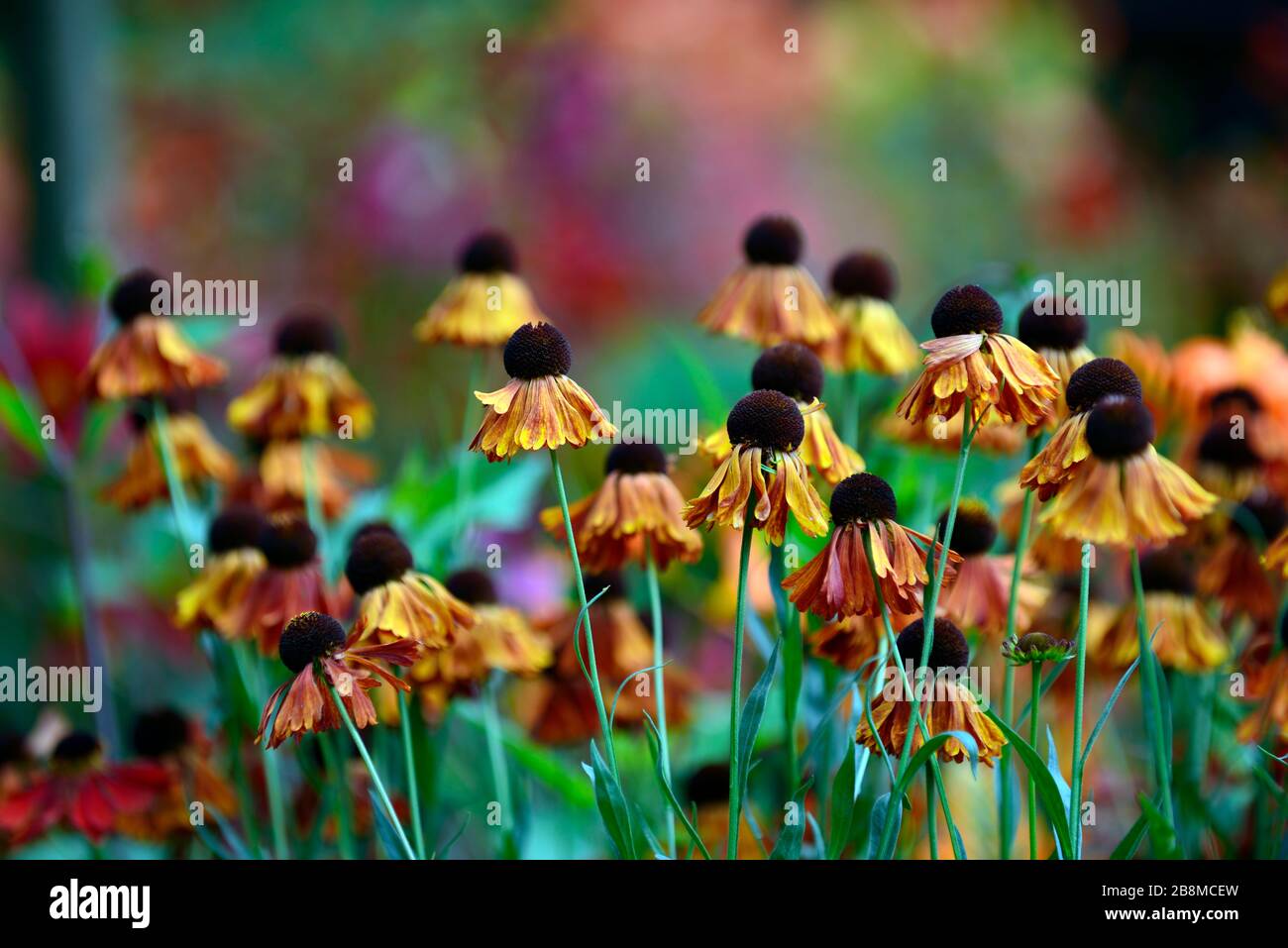 helenium Moorheim Beauty, Orange, Blume, Blumen, Blüte, Mischung, gemischt, Kombination, Stauden, RM Floral Stockfoto