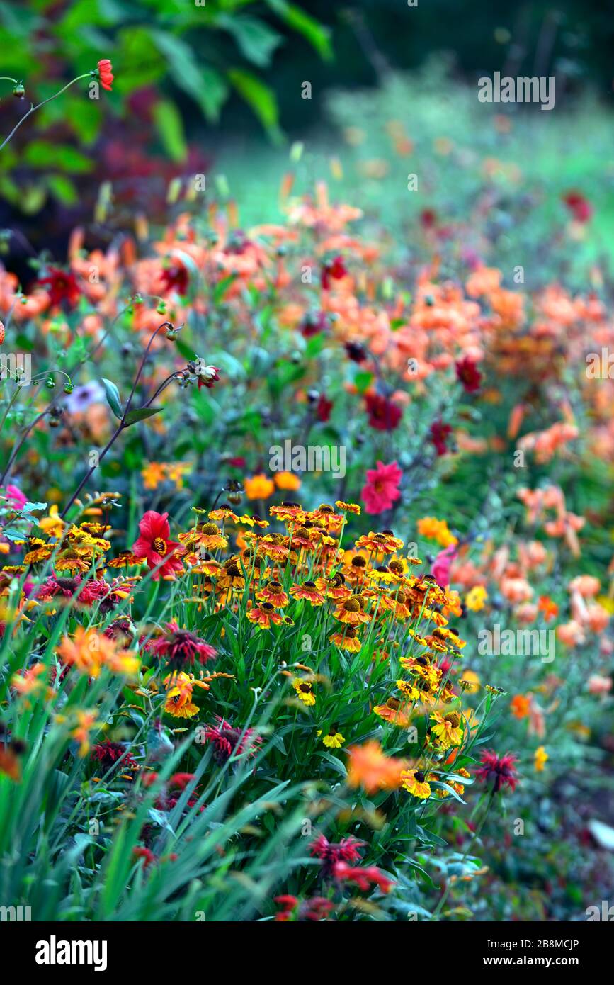 Heiße Farben, heiße Farben, Bauerngarten, heiße Grenze, heiße Ränder