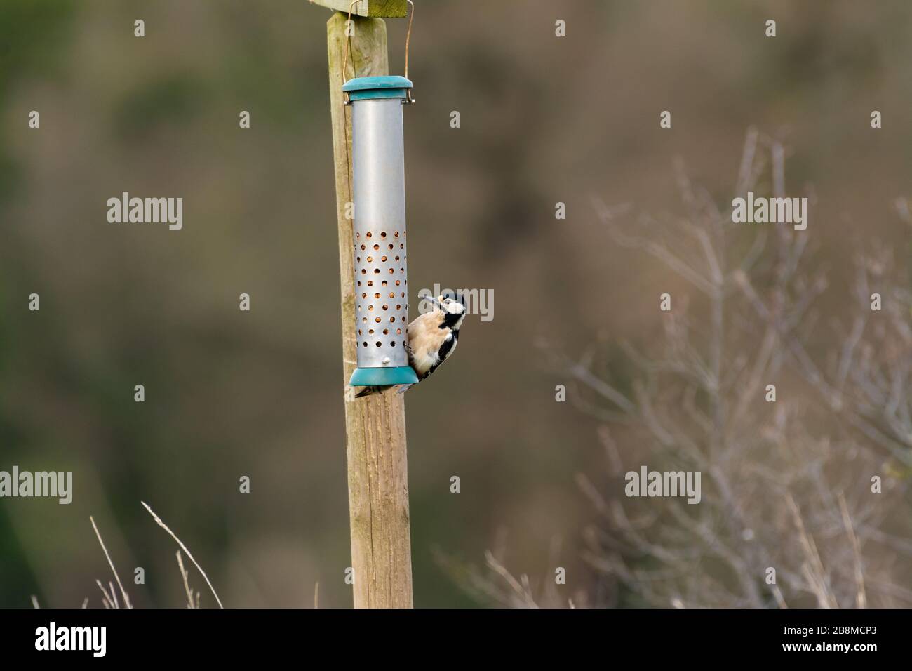 Great Spotted Woodpecker auf einem Vogelzubringer bei RSPB, Burton Mere Wetlands Stockfoto