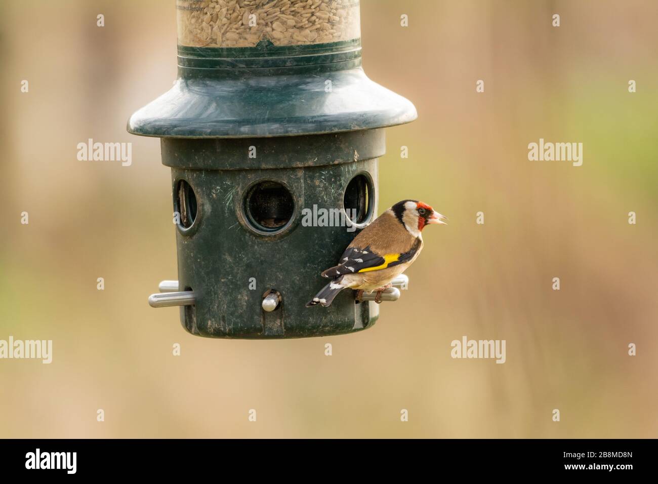 Goldfinch auf einem Vogelzubringer Stockfoto