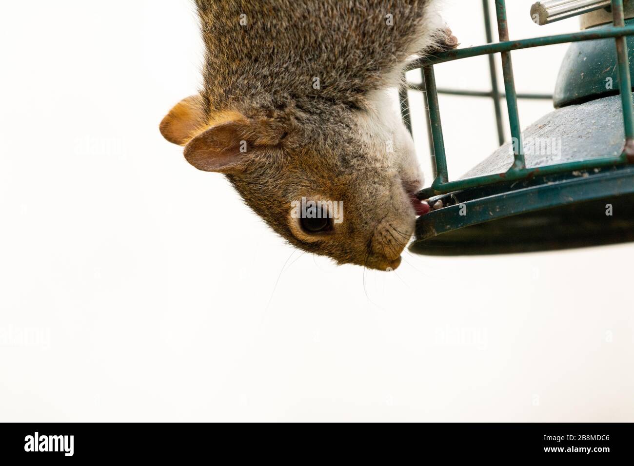 Graue Eichhörnchen auf ein Futterhäuschen für Vögel Stockfoto