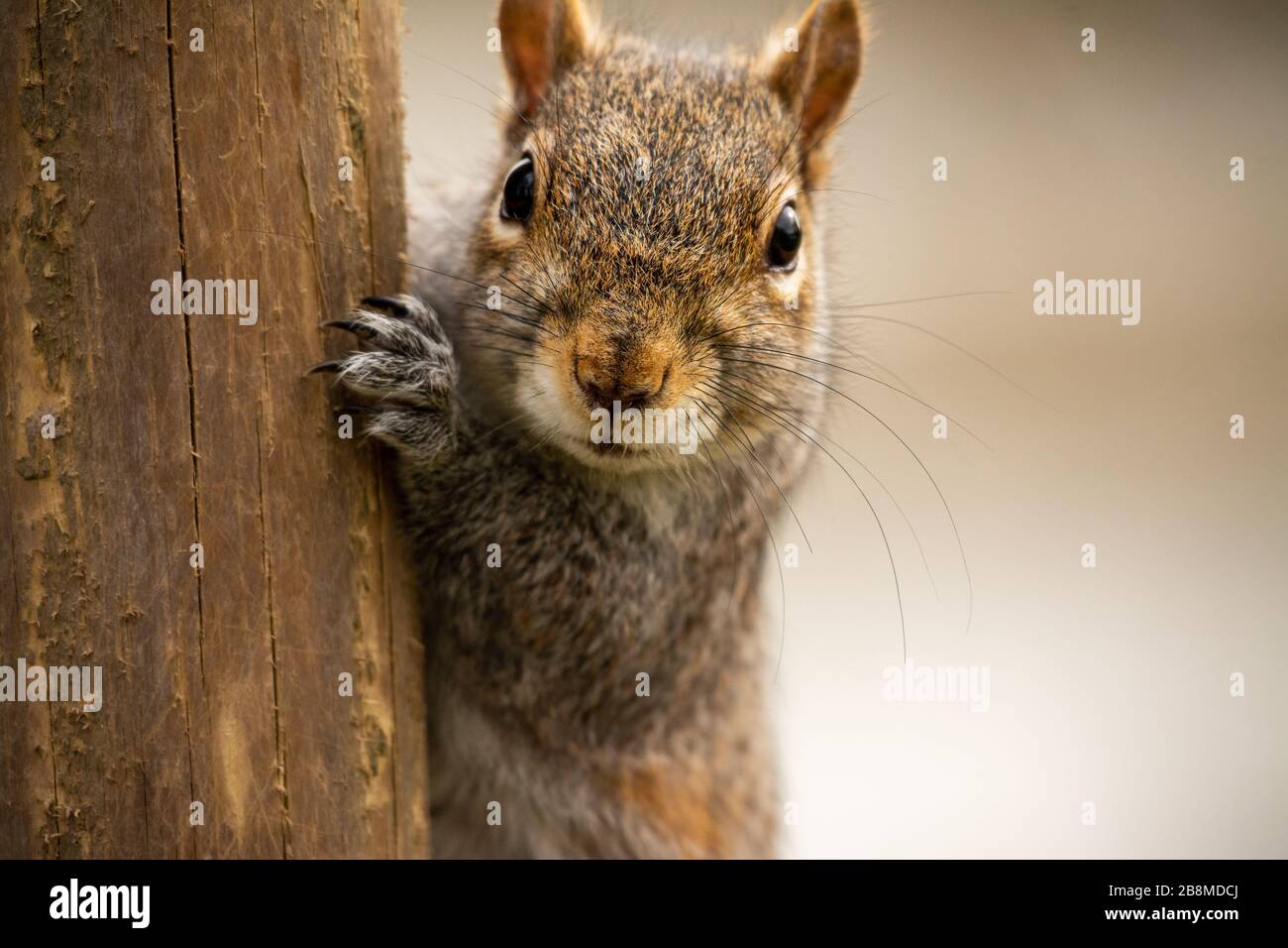 Grauer Kürbis, der gerade aussieht, während er einen Pfosten klettert Stockfoto