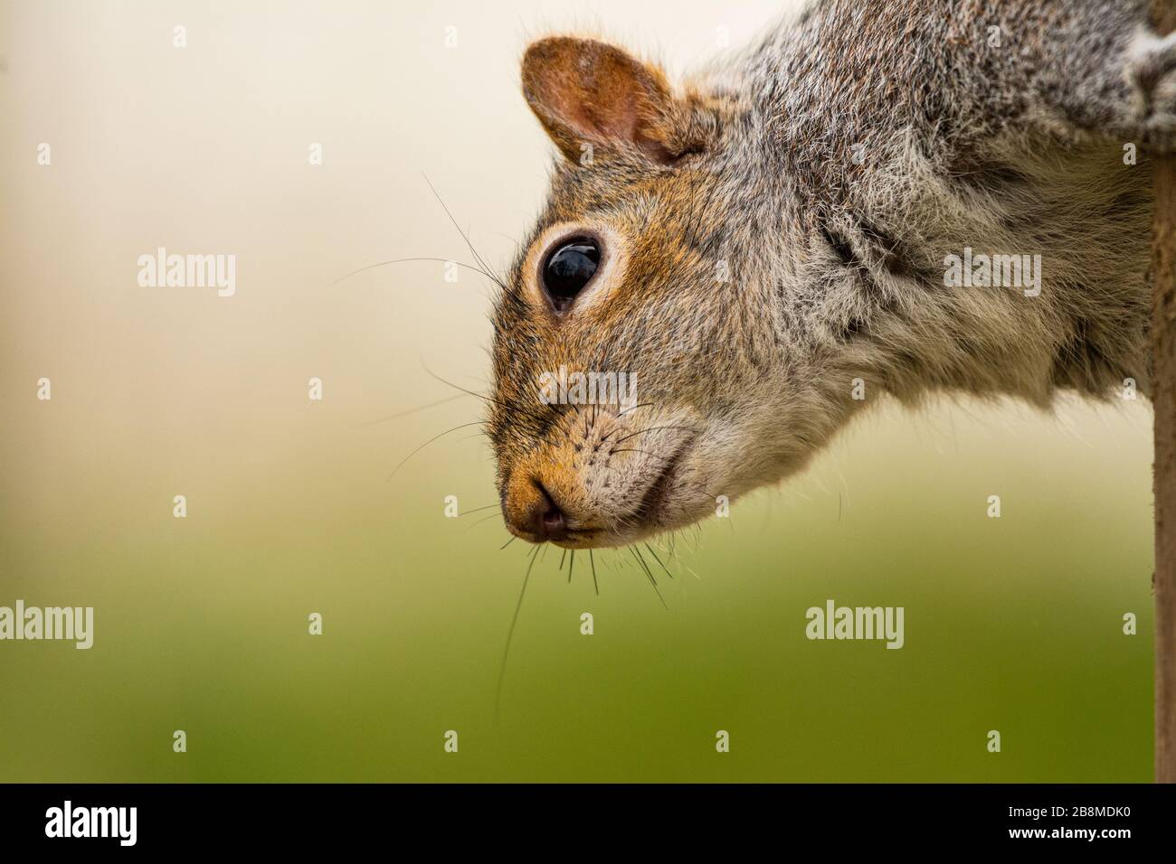 Grauer Squirrel im Profil Stockfoto
