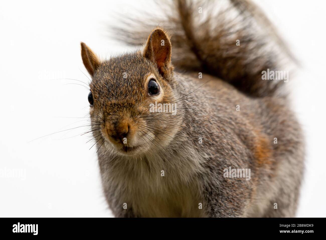 Graues Squirrel mit geradem Blick nach vorne Stockfoto