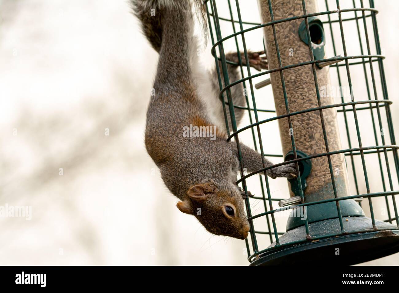 Graues Squirrel auf einem hörnchensicheren Zubringer Stockfoto