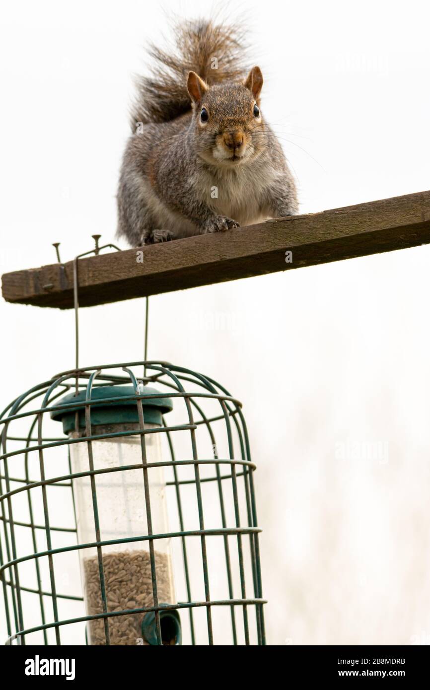 Graues Squirrel, das über einem hörnchensicheren Vogelzubringer sitzt Stockfoto