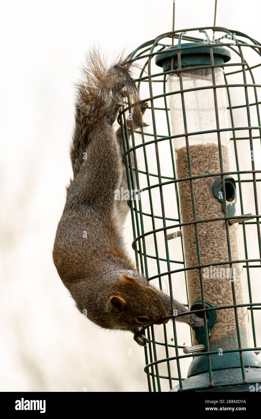 Graue Eichhörnchen auf ein Futterhäuschen für Vögel Stockfoto